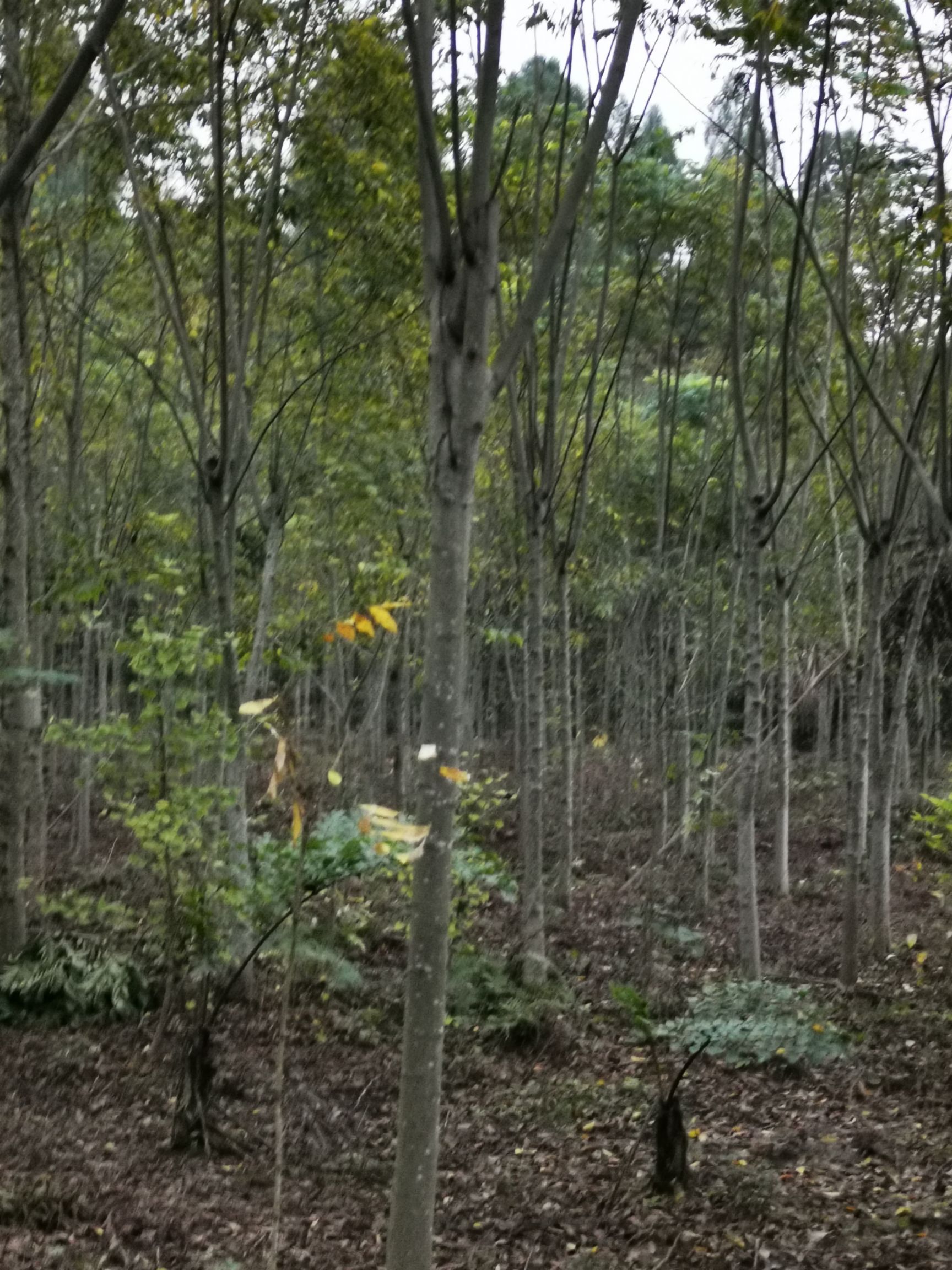 普通栾树  一年生栾树苗，出土量0.8起，无病虫害，上百万株