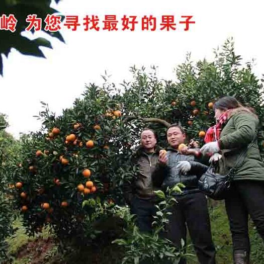 麻阳县麻阳冰糖橙，柑橘代办潘大姐，二十年品质