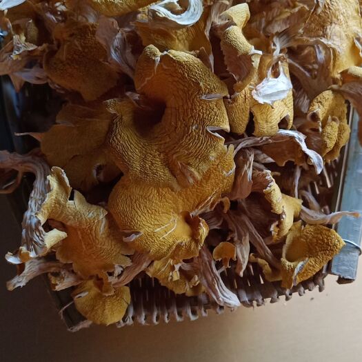 昆明云南鸡油菌