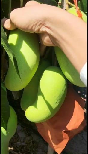 陵水县水仙芒果  海南三亚金煌芒，水仙芒