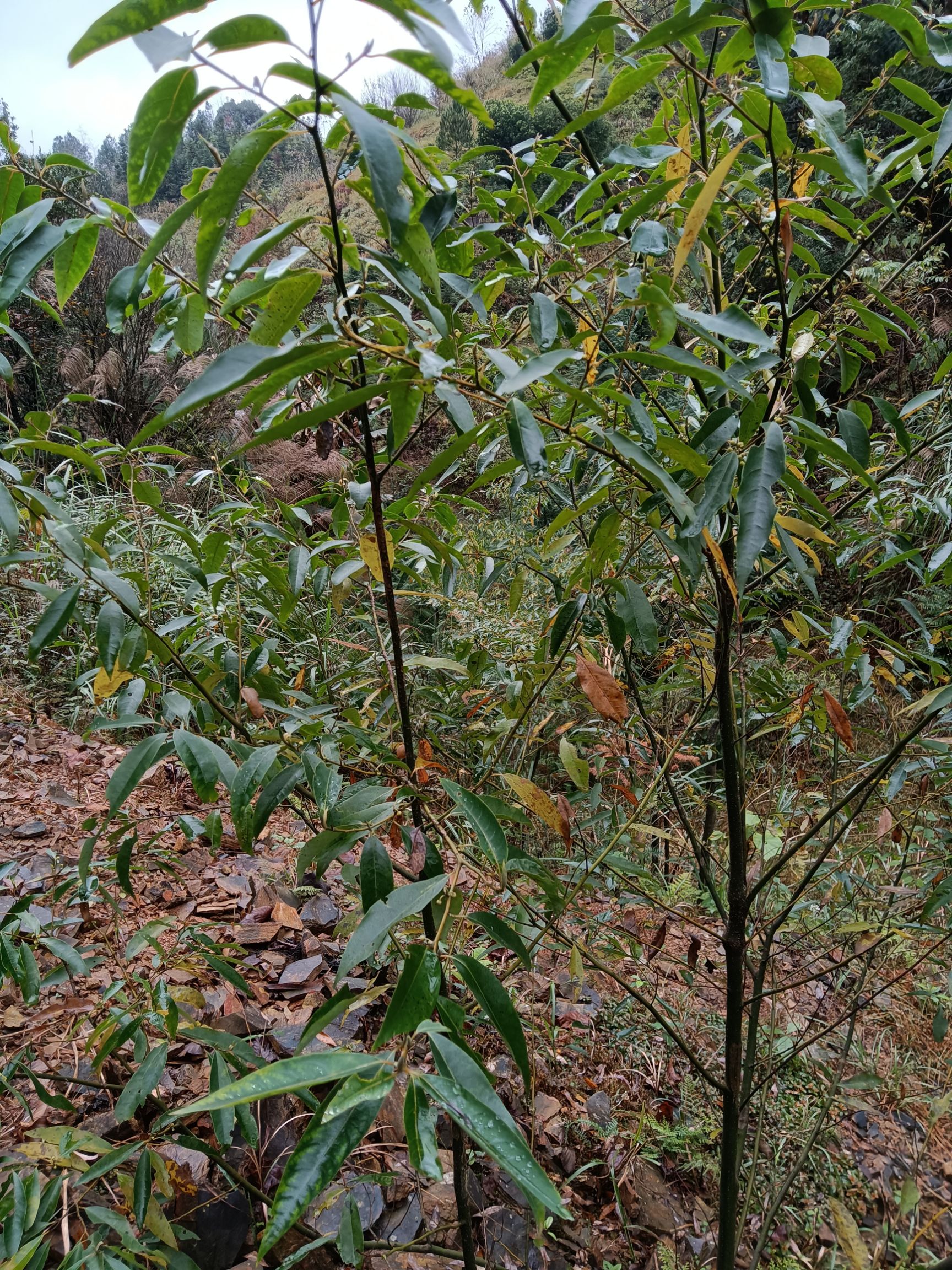 木姜，山胡椒苗，两年大苗当年种就可开花结果。