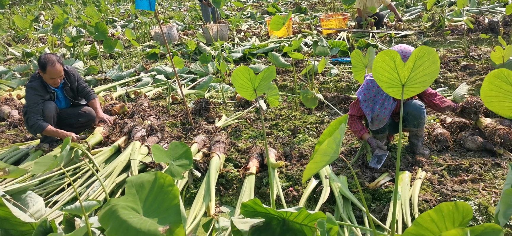 香芋 荔浦芋頭包粉包糯原產(chǎn)地直供一手貨源  大量批發(fā)