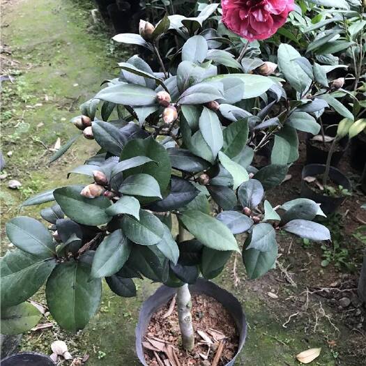 盐津县茶花树  品种七芯，十八学士，牡丹等品种，直径4公分以上，高度2米以上