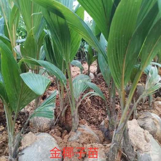 灵山县 金椰子苗