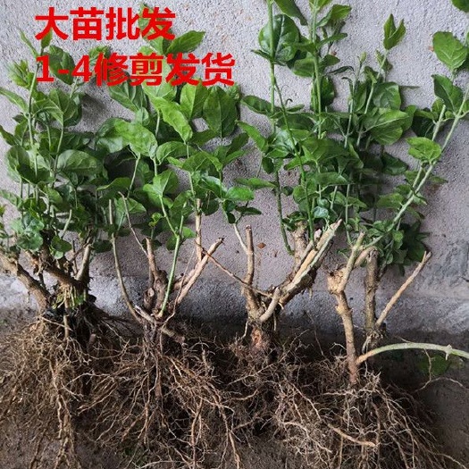横州市广西茉莉花苗批发地栽苗大苗一到四年生，批发
