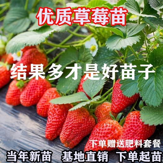 平邑县四季草莓苗  草莓优惠啦！【包结果 基地直销】草莓苗盆栽四季奶油草莓苗