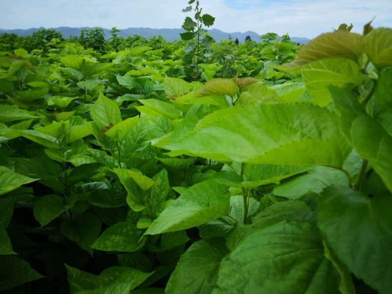 河南省淅川县正品特级霜后桑叶茶礼盒装