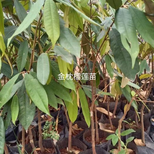 灵山县 金枕榴莲苗 小苗