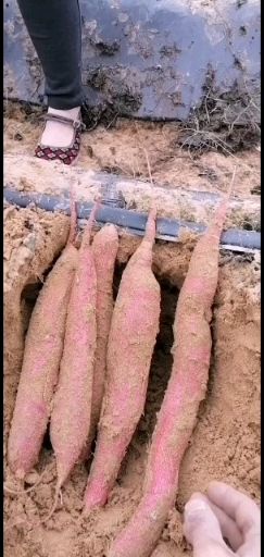 大荔县板栗薯 混装通货 红皮