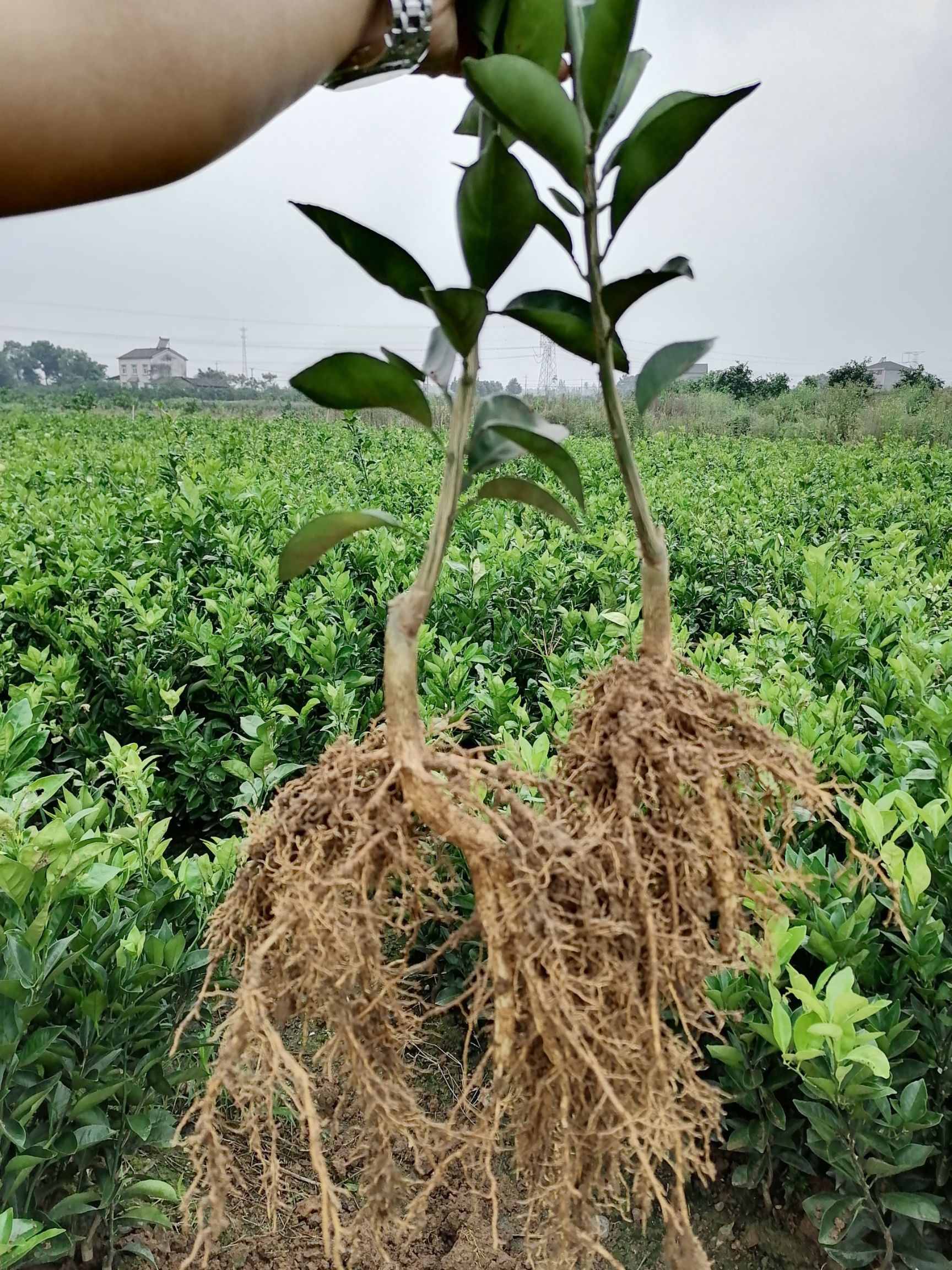 纽荷尔脐橙苗  脐橙苗，纽荷尔脐橙嫁接苗，产地直供，自己的果树取接穗砧木嫁接