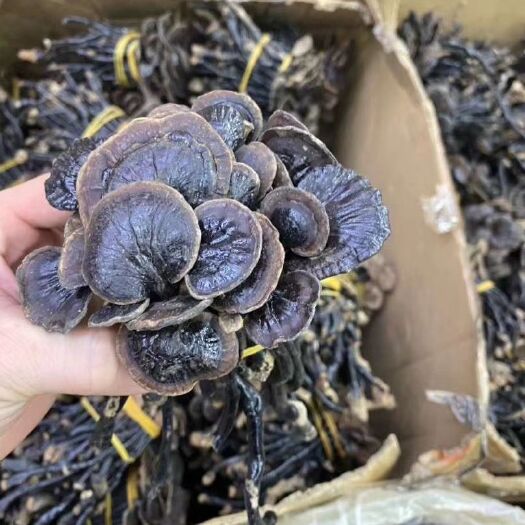 玉林 竹灵芝