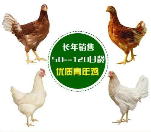 鹤壁海兰灰蛋鸡苗 海兰灰青年鸡 海兰灰脱温鸡 包产蛋率