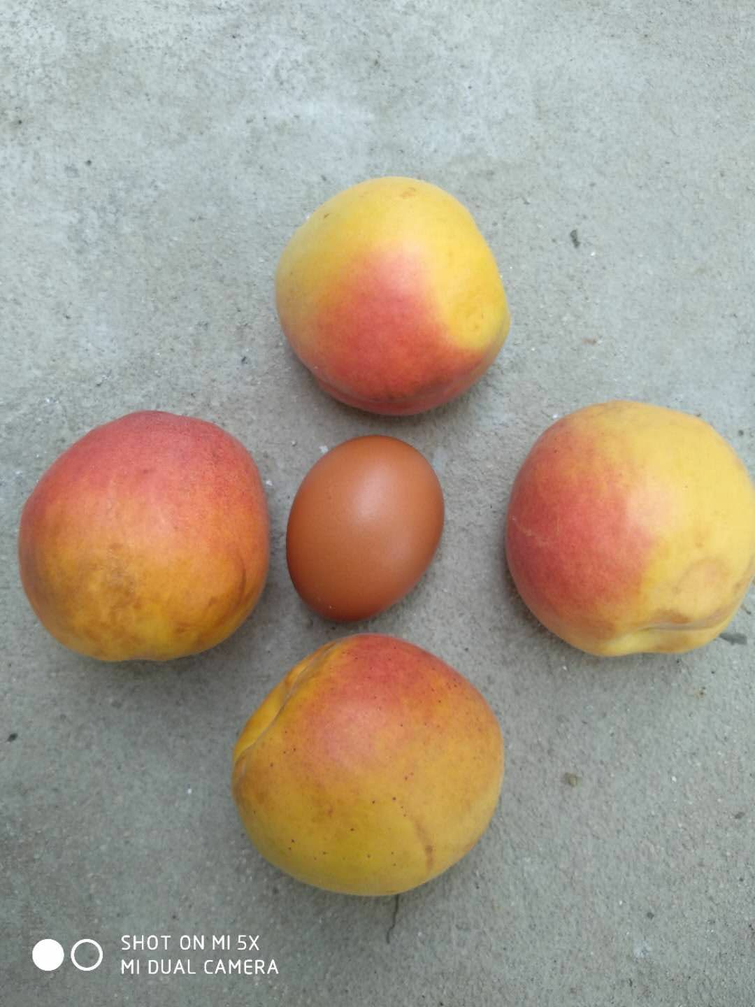 杏树苗 杏苗 沙金红杏树苗