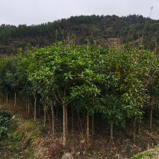 利川市普通桂花树 