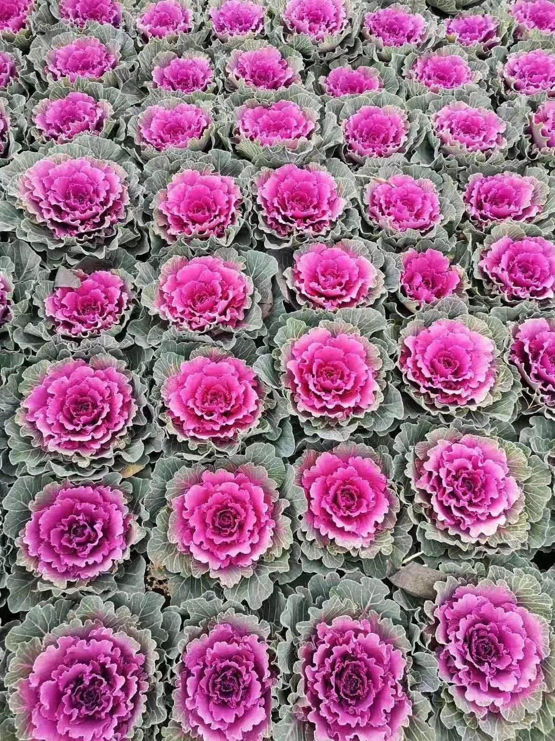  欧系羽衣甘蓝，鸽系羽衣甘蓝