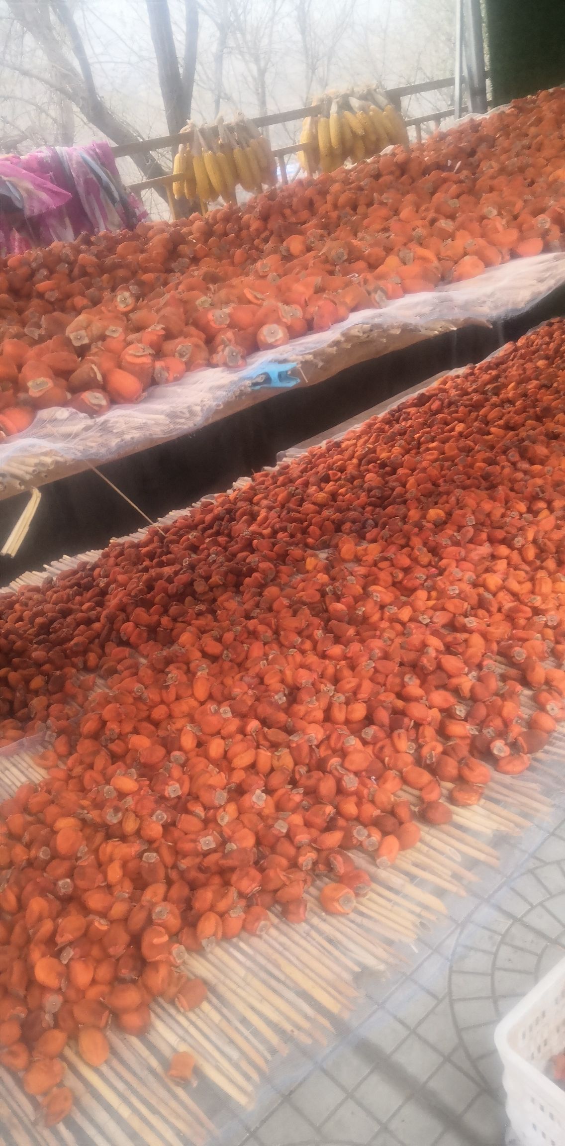 临朐柿饼 6-12个月 