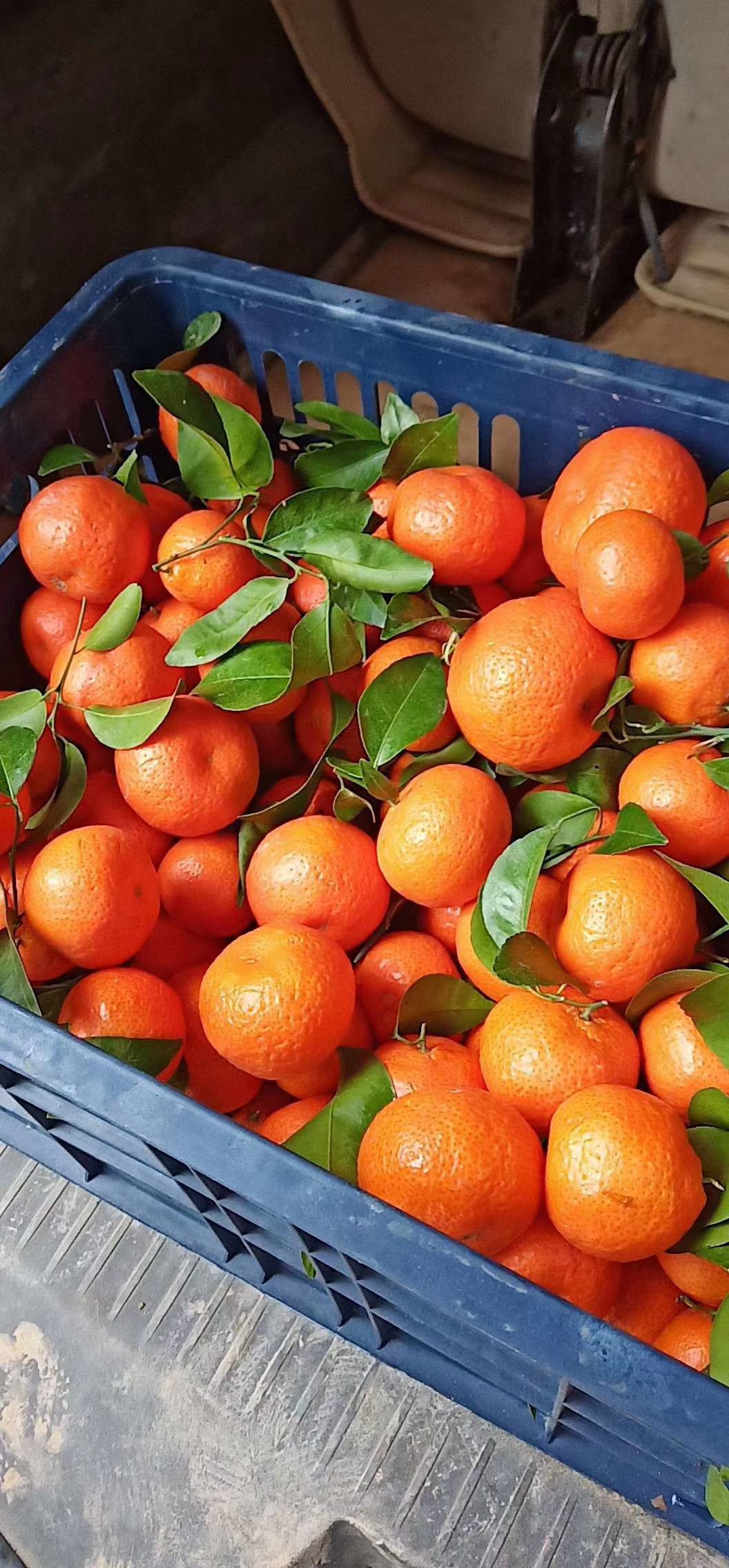  广西象州县沙糖桔上市了