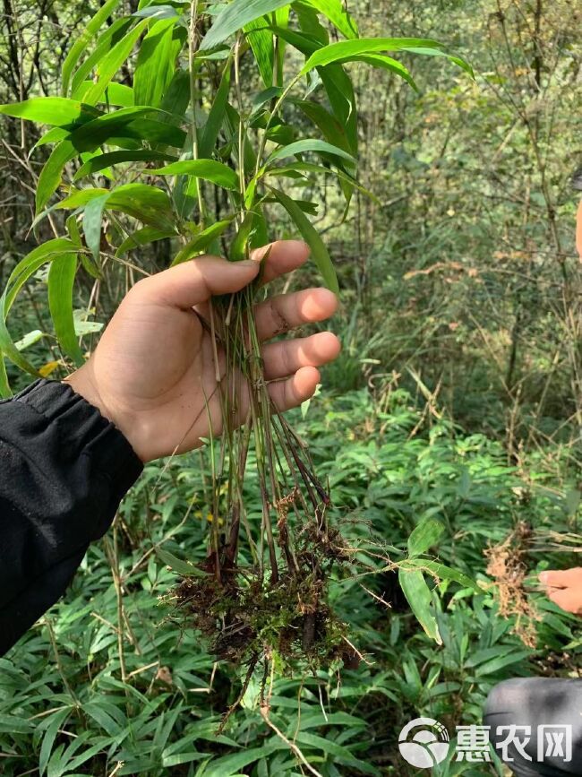 刺竹苗 刺竹裸苗有需要的老板联系价格美丽量大从优