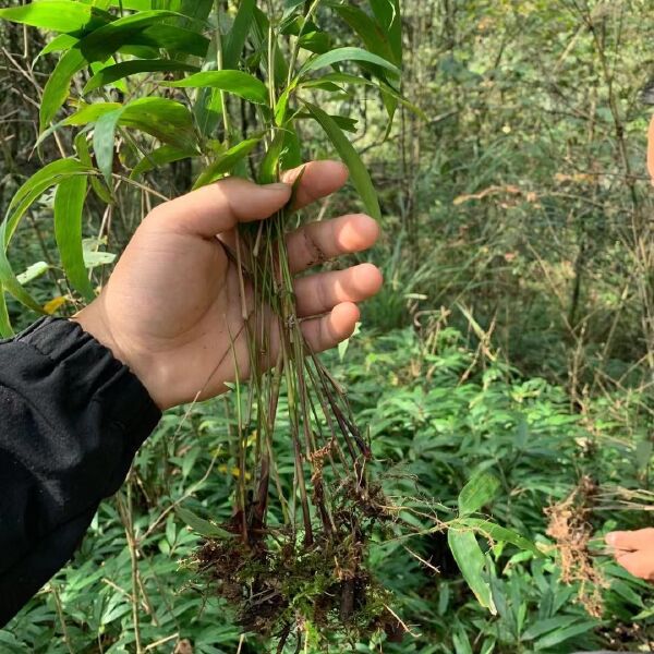 刺竹苗 刺竹裸苗有需要的老板联系价格美丽量大从优