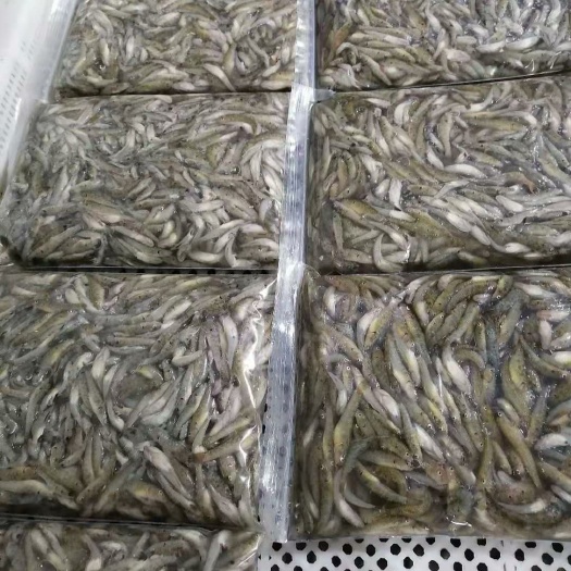 白背虾虎鱼  虾虎鱼，山根鱼，小黄鱼