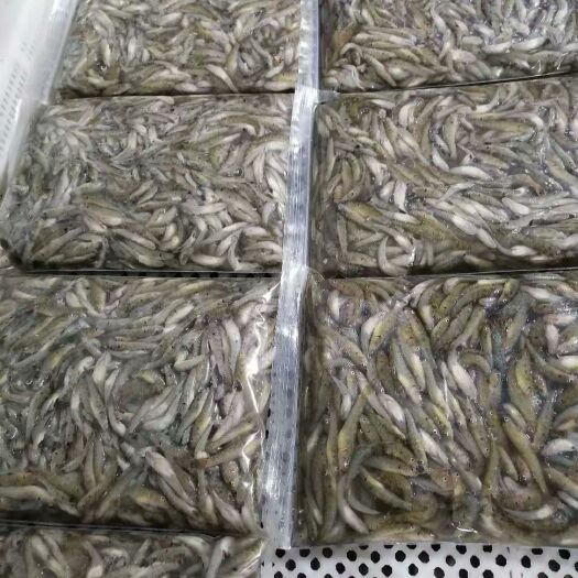 龙岩白背虾虎鱼  虾虎鱼，山根鱼，小黄鱼