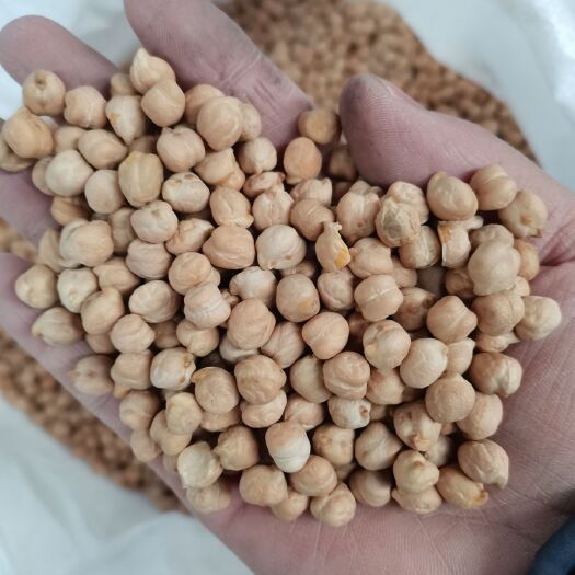 青岛8mm原装鹰嘴豆，颗粒均匀饱满，土耳其