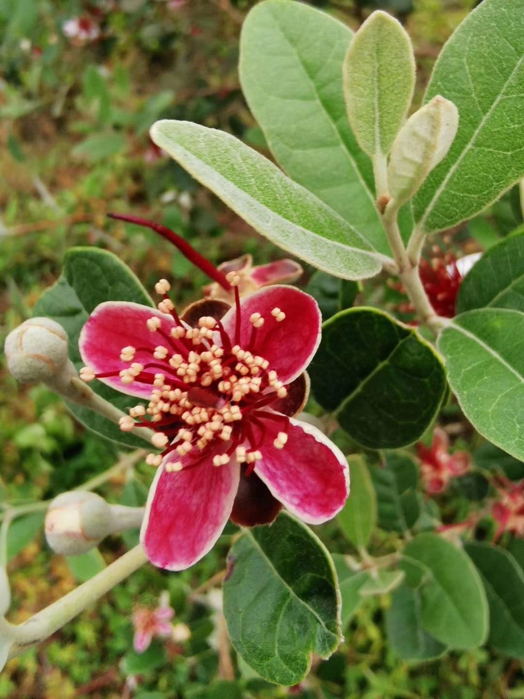云南菲油果苗 重庆菲油果苗 福建菲油果苗 浙江菲油果苗供应