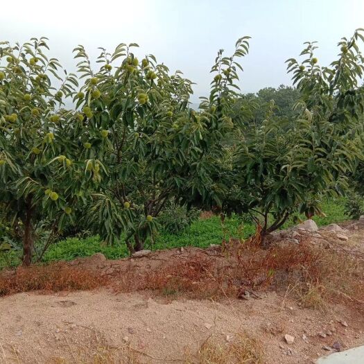 五莲县矮化红富士苹果苗 日照苹果苗_日照梨树苗_日照板栗树苗山东厉付强苗圃基地供应