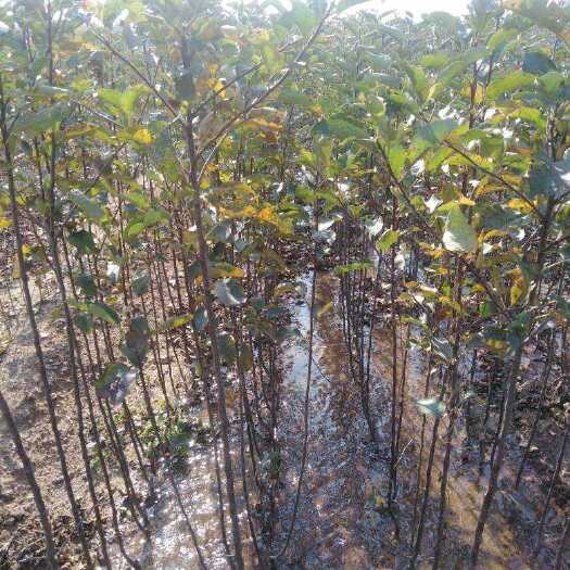 五莲县矮化红富士苹果苗 山东苹果苗富士苗_小果光苹果苗_梨树苗现货供应