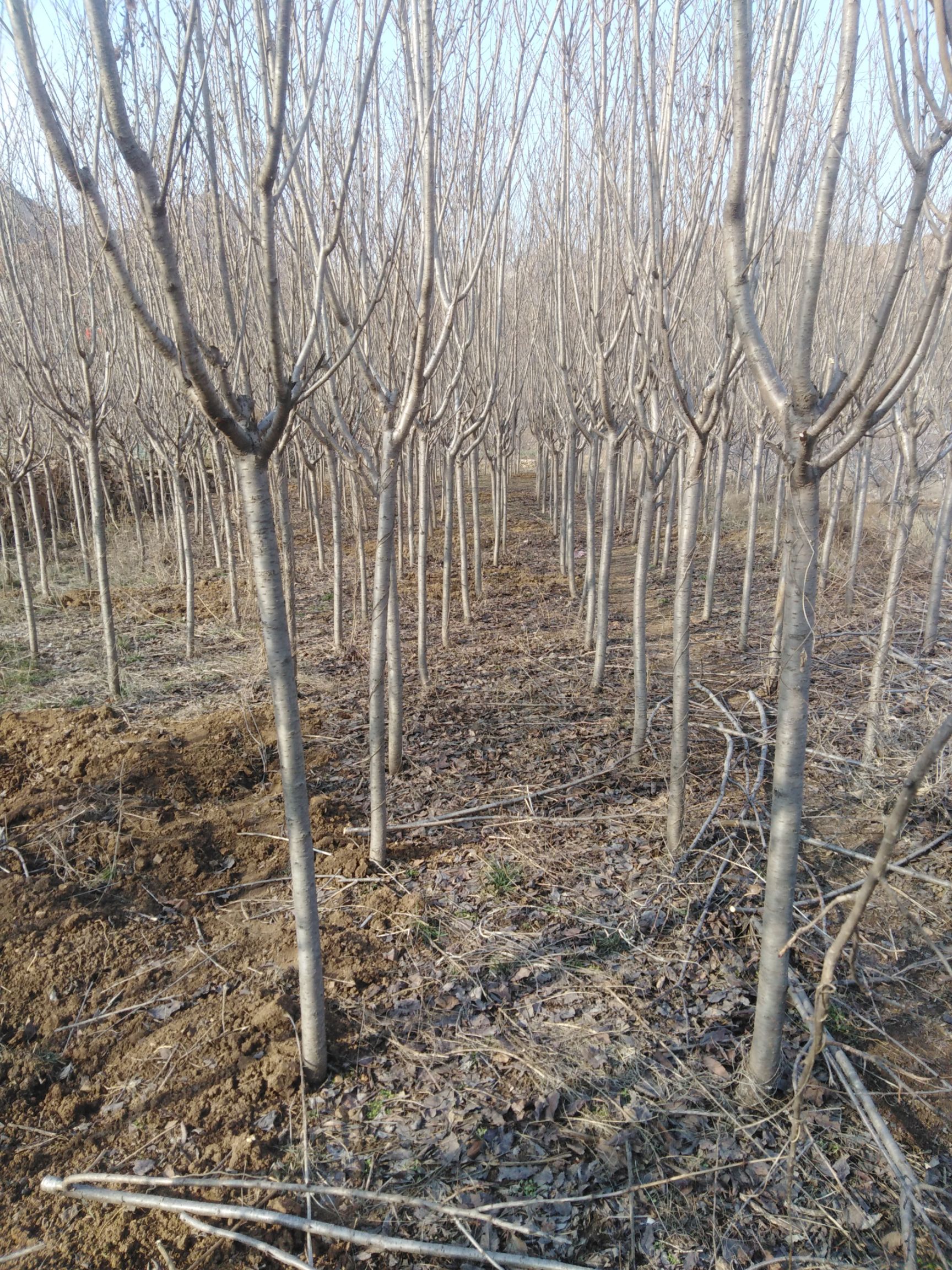高干樱花 日照樱花苗木_山东厉付强苗圃基地供应苹果苗，梨树苗，樱花苗