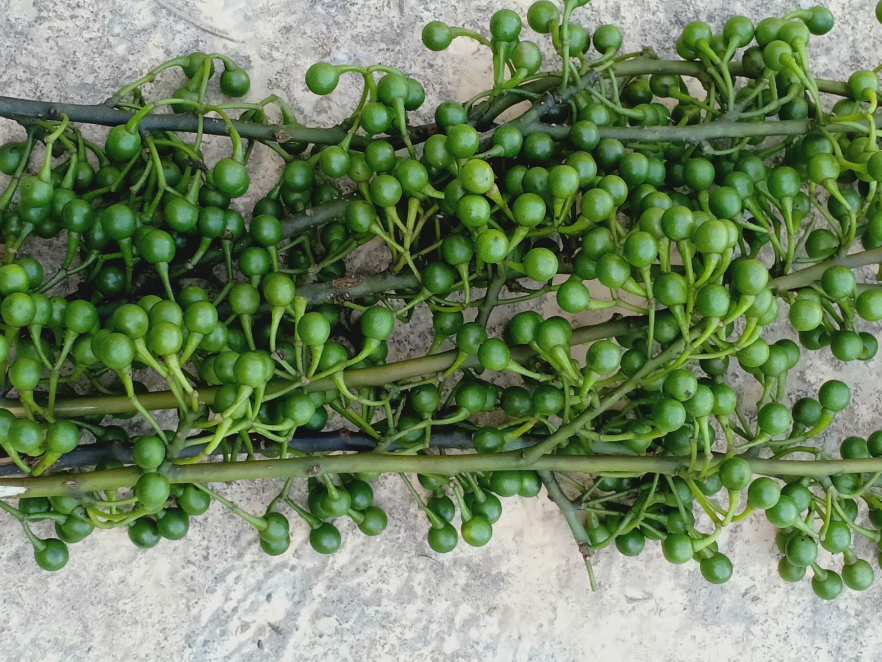 木姜，山胡椒苗，两年大苗当年种就可开花结果。