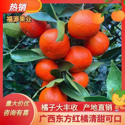 钟山县东方红，一手货源，可以预订了，诚信靠谱，代发，代办，合作共赢