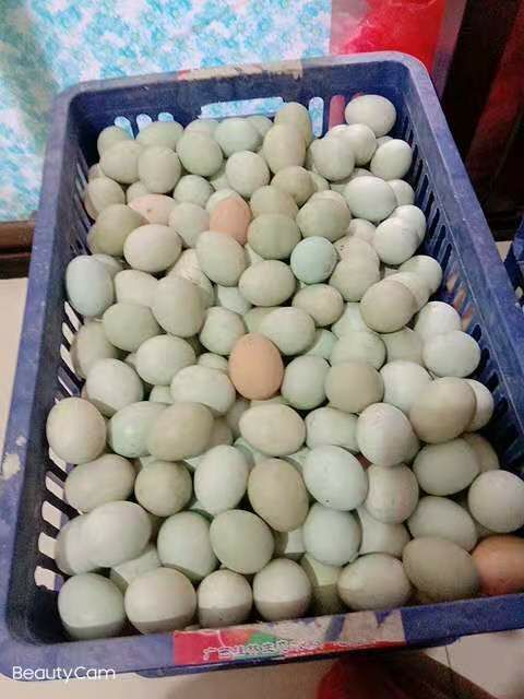 长沙县土鸡蛋 食用 箱装 
