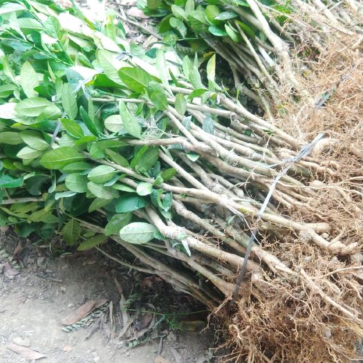 灵山县香水柠檬苗 