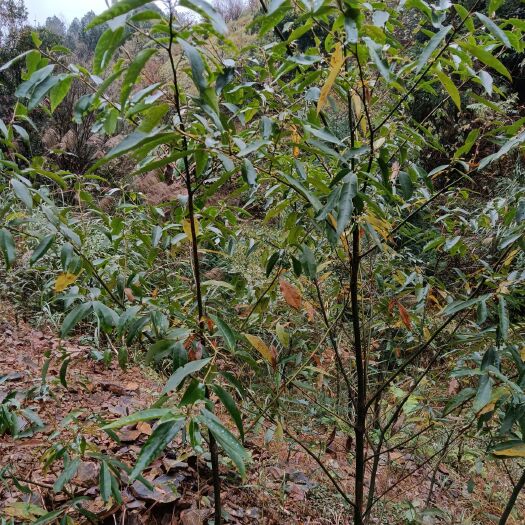 三都县木姜，山胡椒苗，两年大苗当年种就可开花结果。