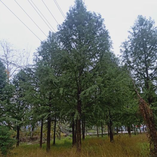 南京精品中山杉1-30公分