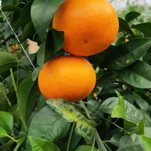 象州县沃柑靓货。。。。。。。。。。。。。。。。。。。。。。