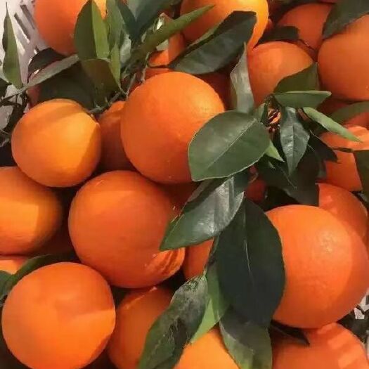 嘉兴福本脐橙  重庆奉节脐橙