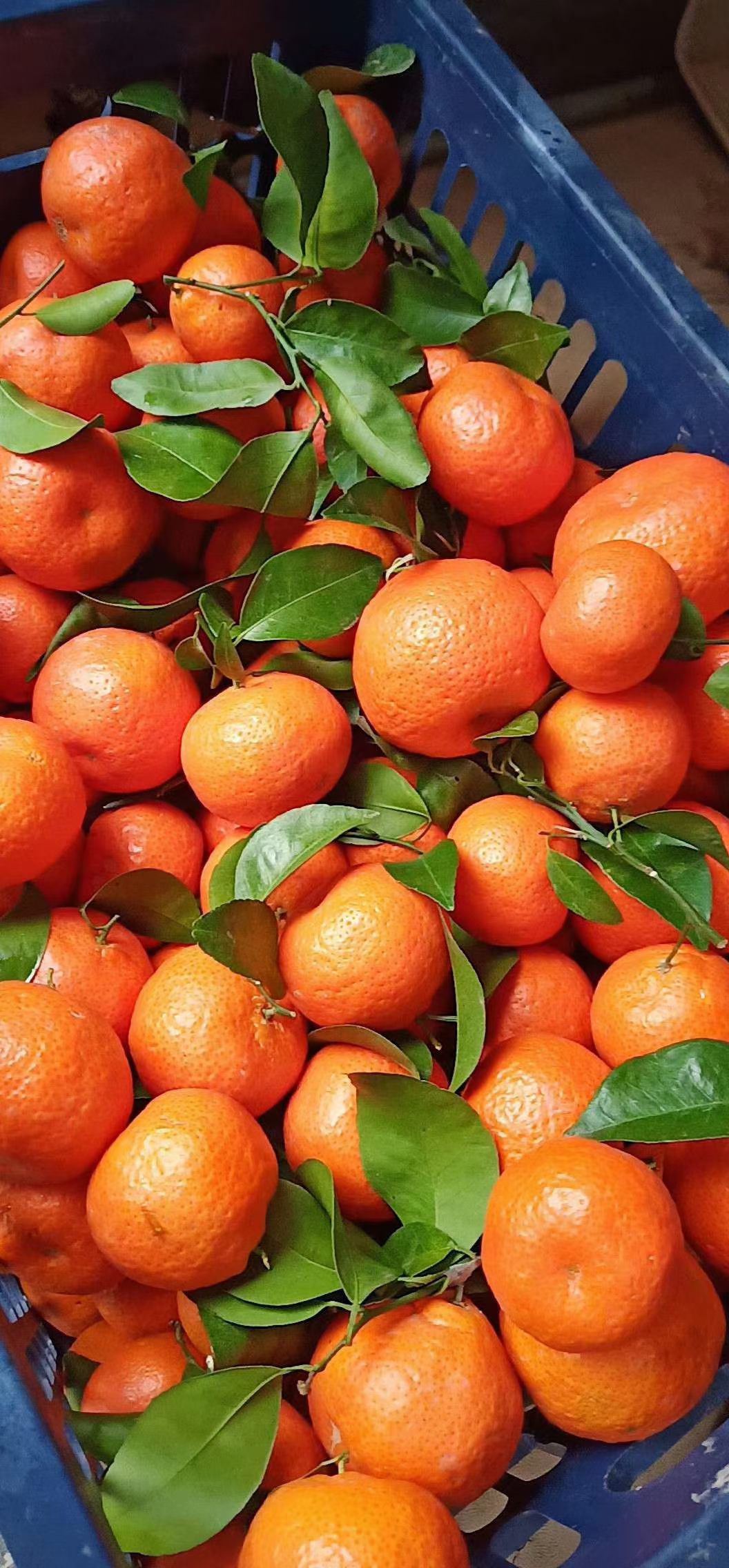  广西象州县沙糖桔上市了