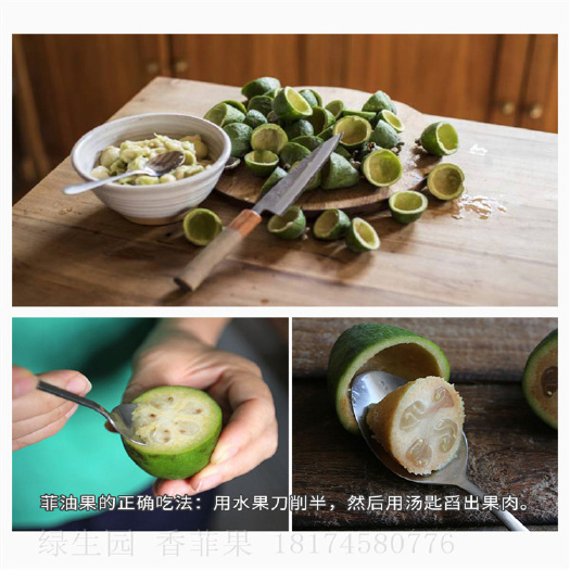 会同县云南菲油果苗 重庆菲油果苗 福建菲油果苗 浙江菲油果苗供应