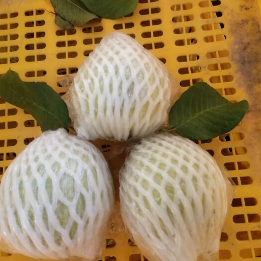 江门珍珠番石榴，甜脆