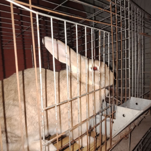 孝义市新西兰兔  新西兰肉兔