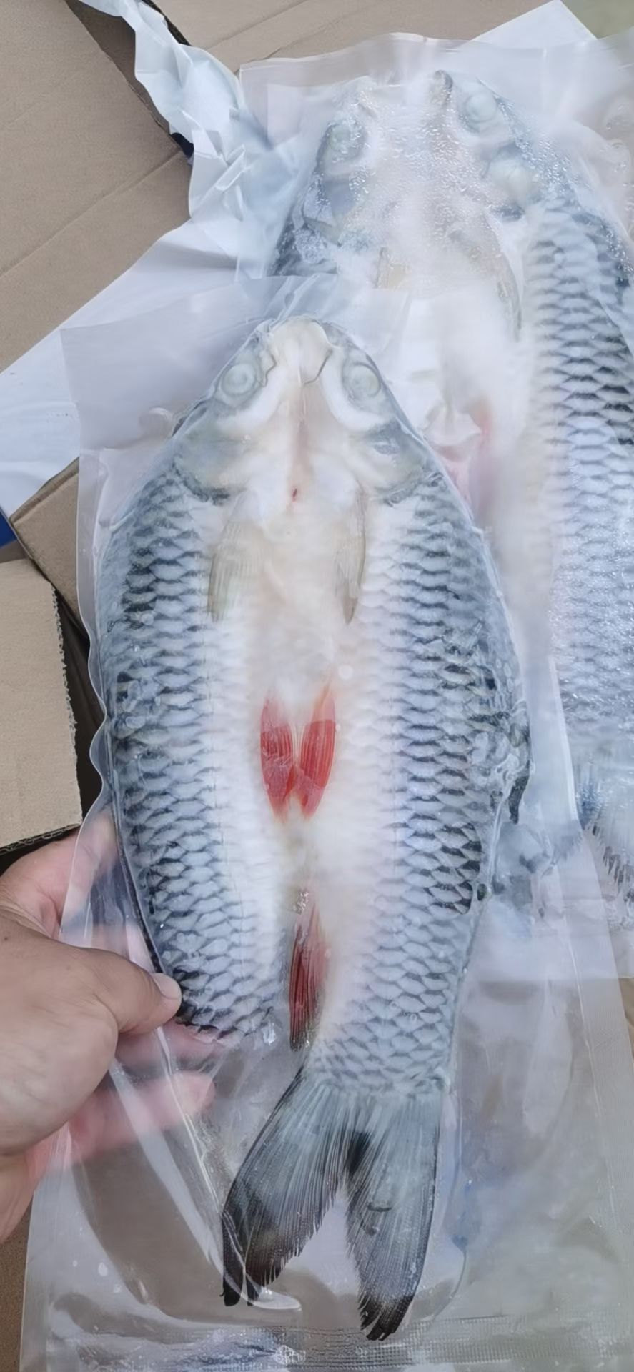 苏丹鱼   美味佳肴