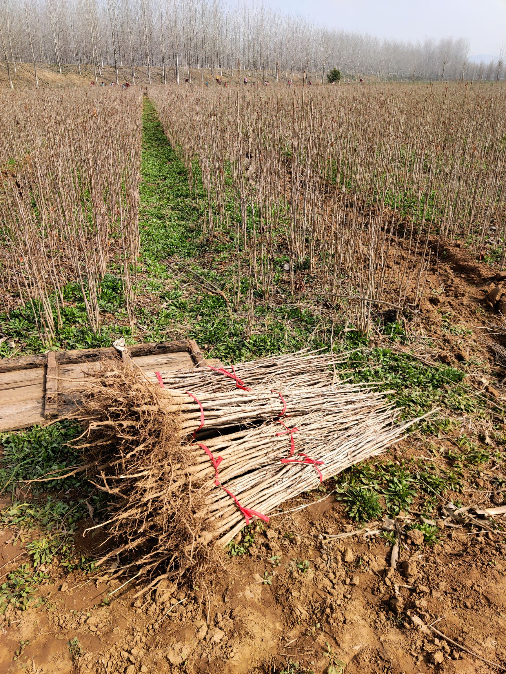 银杏实生苗  银杏树苗批发，银杏苗出售，1-35公分银杏树出售