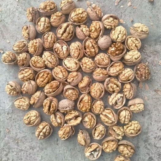 汾阳市新疆185核桃 新疆185纸皮核桃