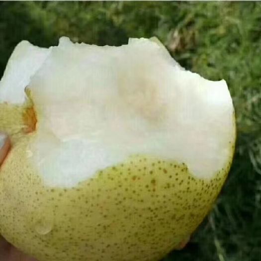 丰县丰县大沙河酥梨皮薄 甘甜 多汁