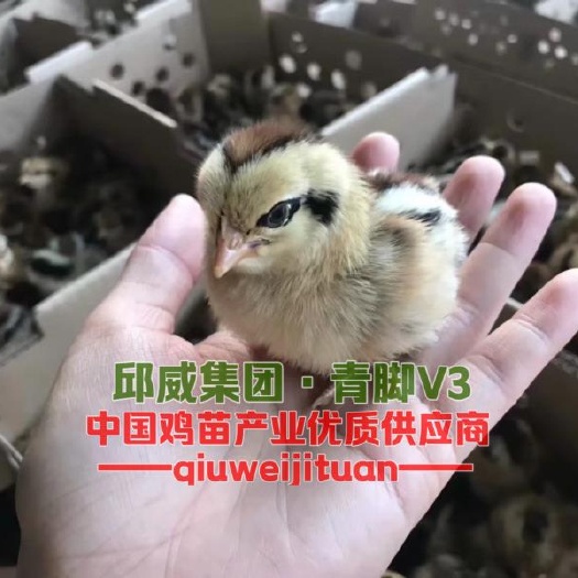 贵阳青脚土鸡苗  青脚土鸡v3 包苗包邮包路损