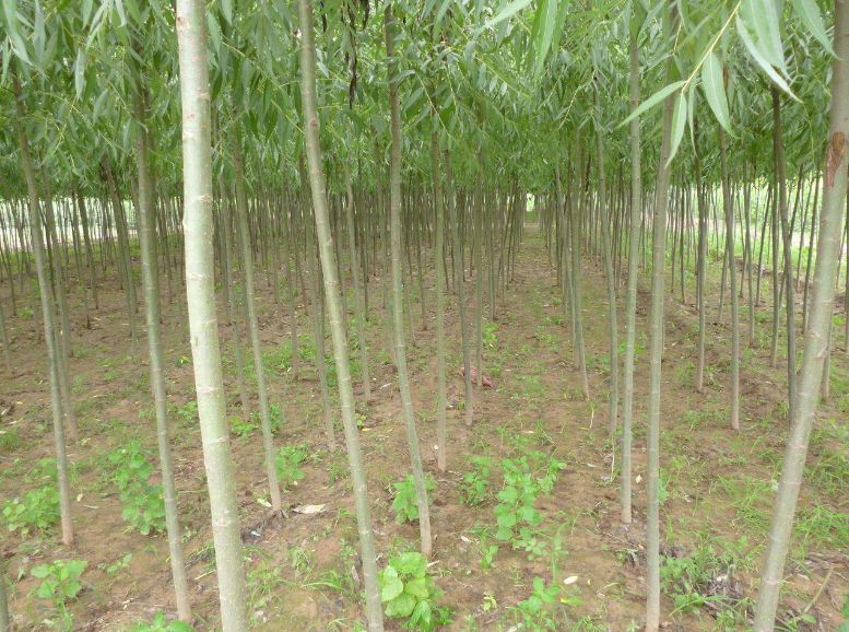 速生柳  清地出售2_4公分美国速生竹柳达轩农林基地直供