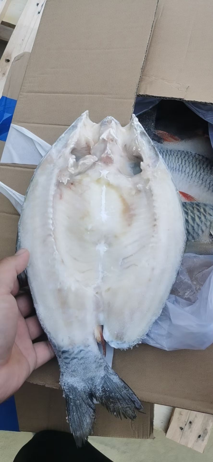 苏丹鱼   美味佳肴