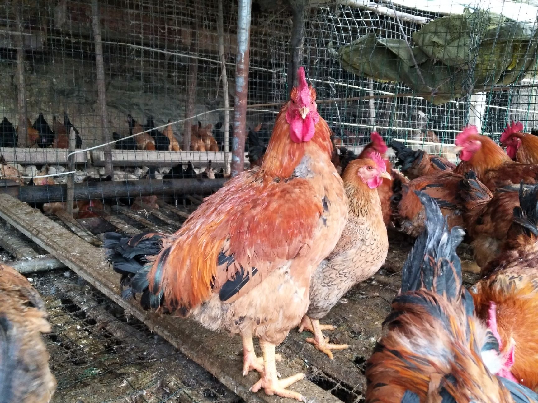 良凤肉鸡89斤公